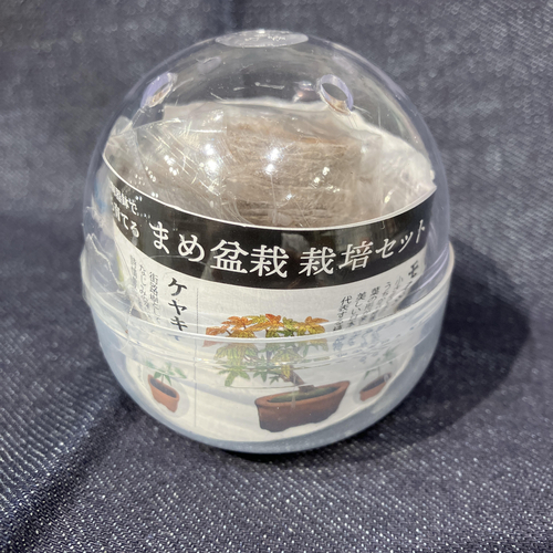 ハンズビーそよら湘南茅ヶ崎店】小さな小さな盆栽セット - ハンズ ビー